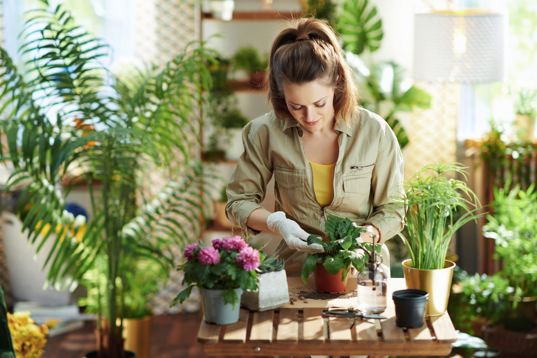 Swift_Grow-gardener Lady fertilising house pot plants with Swift Grow organic fertiliser